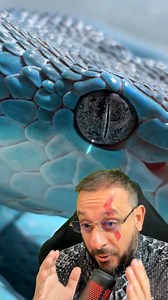 69K views · 3.2K reactions | Olha o detalhe dessa Trimeresurus insularis filmada em macro  | Biólogo Henrique o Biólogo das Cobras | Facebook