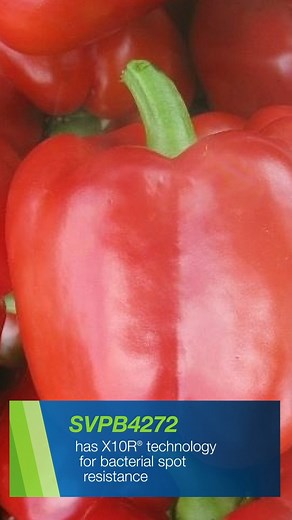 2K views · 34 reactions | Discover Seminis XR seeds: the ultimate solution for cultivating superior quality bell peppers. Unleash a symphony of sweetness while optimizing your crop yield potential. Discover the optimal variety for you: bit.ly/3XHdYcF #LeadingInnovation #VegetablesbyBayer #SeminisSeeds | Seminis Vegetable Seeds - United States/Canada | Facebook