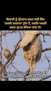 ਕੁਦਰਤ ਦੀ ਕਾਰੀਗਰੀ ਦੇਖੋ! Grey penduline tit ਦੁਨੀਆ ਦੇ ਸਭ ਤੋਂ ਮਾਹਰ ਇੰਜੀਨੀਅਰ ਪੰਛੀਆਂ ਵਿੱਚੋਂ ਇੱਕ ਹੈ। ਇਹ ਪੰਛੀ ਰੂੰ ਅਤੇ ਮੱਕੜੀ ਦੇ ਜਾਲ ਵਰਗੀਆਂ ਨਰਮ ਚੀਜ਼ਾਂ ਨਾਲ ਅਜਿਹਾ ਆਲ੍ਹਣਾ ਬਣਾਉਂਦਾ ਹੈ ਜੋ ਦੇਖਣ ਵਿੱਚ ਕਿਸੇ ਥੈਲੇ ਵਰਗਾ ਲੱਗਦਾ ਹੈ। ਇਸਦੇ ਆਲ੍ਹਣੇ ਦੀ ਖ਼ਾਸੀਅਤ ਇਹ ਹੈ ਕਿ ਇਸ ਵਿੱਚ ਦੁਸ਼ਮਣਾਂ ਨੂੰ ਗੁੰਮਰਾਹ ਕਰਨ ਲਈ ਇੱਕ 'ਨਕਲੀ ਦਰਵਾਜ਼ਾ' ਹੁੰਦਾ ਹੈ, ਜਦਕਿ ਅਸਲੀ ਰਸਤਾ ਗੁਪਤ ਰੱਖਿਆ ਜਾਂਦਾ ਹੈ! 🐦🏠 #NatureWonders #BirdLife #AmazingNature #WildlifePhotography #PunjabWildlife #TrendingNow #FacebookViral2026 Disclaimer: The reproduced content is used und