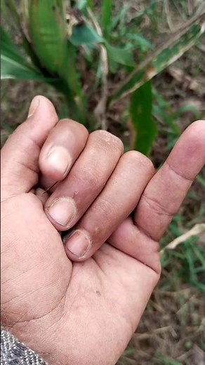 the brown oriental longheaded grasshopper, beauty from asia