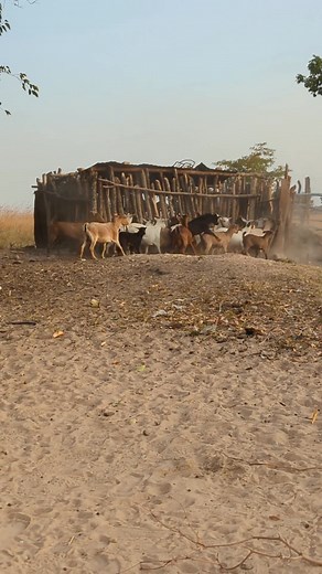 These are my Hard Mashona goats. A pure African breed that is very strong and more resilient to diseases. Any livestock in my country translates to hard cash, it's a form of a currency, or commodity that doesn't lose value like gold. #animals #farmers #farming #africa #Zimbabwe | Brian Madzamba