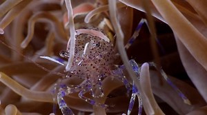 5.3K views · 116 reactions | Plongée de nuit sous la surface du bassin d'Arcachon ! Bercé comme beaucoup par les films de Cousteau, Frédéric Lamothe s'est passionné très tôt pour la photo sous-marine. Il nous propose ici quelques-unes de ses rencontres. | Musée océanographique de Monaco | Facebook