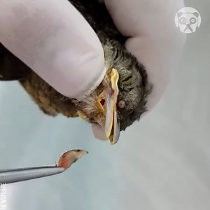 Vet removes maggots from bird | Gorgeous