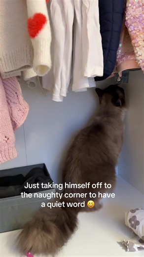 If anyone is in the naughty corner, it’s going to be Wilson 😆 #wilsonandluna #ragdolls #ragdollcats #ragdollsoftiktok #catsofttiktok