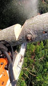 2.2K views · 29 reactions | Tree topping.  #chainsaw | Erwan Hasena Putra | Facebook