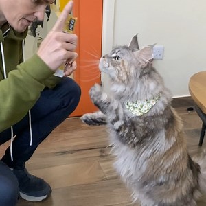 Nova. A BIG CAT!! 😱😃 #dkc #dkcanimalpeople #dkcboarding #dkcdaycare #dkcrelocations #dkcvet #dubaiveterinary #animalvet #24hrvet #petwellnessdubai #dkcveterinaryclinic #dubaipethealth #veterinarycaredubai #petmedical #dubaipetservices #dkcclinic #petcare247 #dubaianimalcare #dubaipetvet #petvet #veterinary #petveterinary #dubaicats #dubaidogs | Dubai Kennels & Cattery and DKC Veterinary Clinic