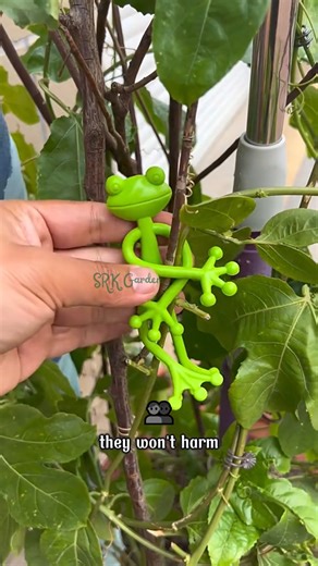 Frog Plant Stands | SRK