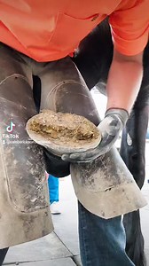 Draft Horse Trim - Percheron draft - So Satisfying #stayhumble #hoofcare #dyingbreed #satisfying #oddlysatisfying #farrier #3crossesranch #transformation #hoofitusa #jhforgeknives #hellerrasps #farrierlife #geforge #proffesional #horsesoftiktok #hooftrimming #drafthorse | Caleb Erickson
