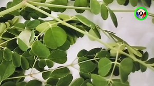 Malunggay health benefits | Haje velog