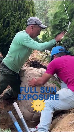 Top Plant for Screening 🧱 Privacy Evergreen 🌲Spartan Juniper #shorts