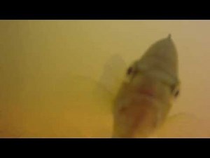 Under Zacharias Creek