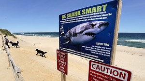 Cape Cod officials warn of white sharks ahead of July Fourth