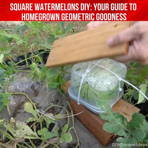 Learn the skill of cultivating square watermelons – a fascinating twist to traditional gardening! 🏡🍉 #HomeHarvest #GardenCraft | Houseplants Journal
