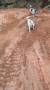 We’ve been working on the sanctuary side of things, trees down and new grading, finishing up the quarantine room and stall for heat/ac, new fences, etc. It’s safe to say that Sadie, Dougie, and Georgia approve. Lolli decided it was too cold and stayed in the house. | The Storybook Bus