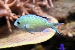 Chromis viridis - Alchetron, The Free Social Encyclopedia