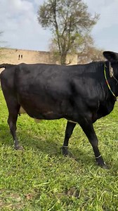 jersey milk, desi cow, cow and calf, gir cow price, cow brush, cow feed, sahiwal cow price, cow grass, cow mandi, jersey cow price, american cow, beef cow, milk cows, hf cow price, desi cow milk, highest milk producing cows, a2 desi cow milk, cow market, best cow, fat in cow milk, desi cow price, fat in buffalo milk, holstein friesian cattle, holstein friesian cows in australia, holstein friesian badshah, holstein friesian cow milking, holstein friesian cows for sale in pakistan, holstein friesi