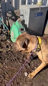 Butkus aka Butty went out again with Aunty Tracy yesterday and he's a complete star this dog ❤ Feedback from Aunty Tracy: "Hope you are all sitting comfortably for my latest Butty pupdate because its a big one, we did so much to write about! Today I went to collect our fave boy big Butty - this is my third time with him - I noticed as I led him out of his kennel and towards the exit he veered to the right. This was to avoid the bigger or more vocal dogs in their kennels, however when passing two