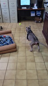 The Humane Society of Lawrence County PA on Reels