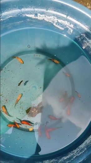 Platy fish breeding on outdoor setup 😍💯#fish