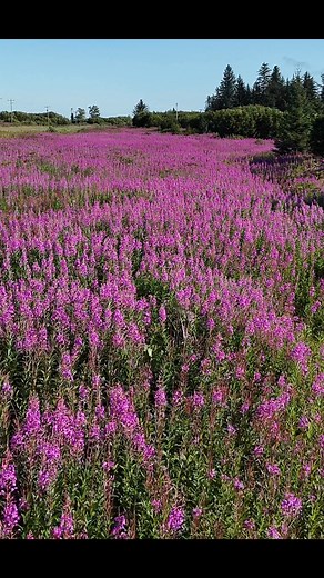 Fields of fireweed are in full bloom along the Sterling Highway. #fireweed #FireweedSeason #alaskaflowers #kenaipeninsula #sterlinghighway #ninilchik #alaskabeauty | Wild Alaska Travel