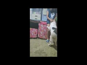 ⚠️FALL IN LOVE DOG TO HER OWNER || #Funnyvideos #Cutedog #Petlover #Trynottolaugh