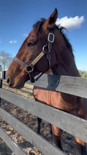26K views · 1.6K reactions | Up close and personal 﫶 Flightline at Lane’s End Farm #satisfy #horsefarm #reels #horseracing #content #fun # #fyp | The Real Players Inside The Backstretch | Facebook