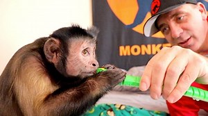 Watch capuchin MonkeyBoo take on his remote contoled toy snake! Will MonkeyBoo save the day for everyone against this snake! MonkeyBoo is a brave monkey! | MonkeyBoo