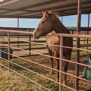 Wildcatter Ranch and Resort on Reels