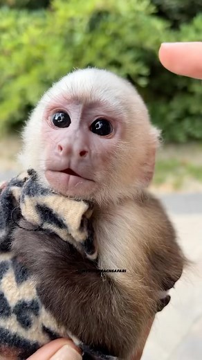83K views · 45K reactions | Aren’t you the cutest凉 | Myrtle Beach Safari Wild Encounters Tour | Facebook