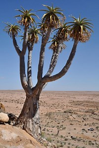 Aloe pillansii - Alchetron, The Free Social Encyclopedia