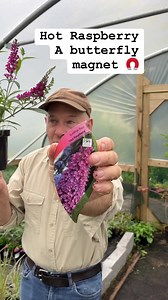 Buddleia Buzz “Hot Raspberry “ flowers from June Until October..hardy dwarf shrub. Good in pots or beds and is loved by butterflies . Planting time is from now ,available in webshop https://pergolanurseries.ecwid.com All Ireland delivery 🚚 (32 counties) WEBSHOP https://pergolanurseries.ecwid.com Pergola Nurseries Garden Corner,Virginia,Co Cavan A gardeners oasis of quality plants Open Tuesday to Saturday 10.30-6 Open Sundays 2-6 | Pergola Nurseries Garden Corner