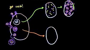 Вирусна репликация: литична и лизогенна