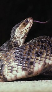 The snake strikes! #nature #snake #watermoccasin #bravewilderness | Brave Wilderness