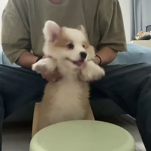 33K views · 2.4K reactions | corgis are funky little dudes. | 9GAG Cute | Facebook