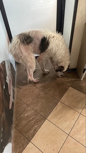 Neglected for too long… still waiting for someone to choose him.” 🐾💛 #GentleGiant #DogRescueRomania | Dog Rescue Romania