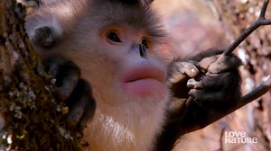 This spring nature comes to life on Love Nature TV 🌱 🌸 ☀️ | Love Nature