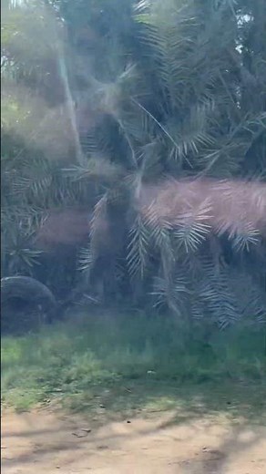 You won’t believe how wild is Toliara in Madagascar! 🤯🇲🇬 #shorts