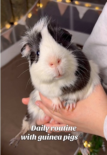 Guinea Pigs Daily Routine and Cage Setup