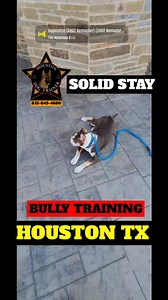 The Houston Dog Trainer is your trusted partner in transforming your...
