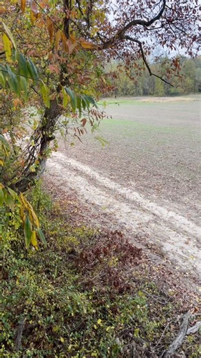 3K views · 104 reactions | I knew these woods were haunted! #haha #woods #haunted #haloween #hunting #deer | Michael Salerno | Facebook