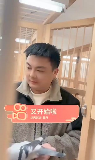 16K views · 326 reactions | #racingpigeonchina #chinaracingpigeon #chineseracingpigeon #olrpigeons #pigeonsloversofallkinds #pigeonslovers #pigeonsport #pigeons #Pigeon #pigeonfan #pigeonlove #pigeonforge #pigeonsofinstagram #pigeonracing #racingpigeon #racingpigeons #pigeonsauction #pigeonshooting @followers @highlight | Falcon Loft | Facebook