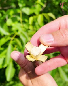 202K views · 80 reactions | Cutting propagation with a coconut shell | Tips & Tricks | Facebook