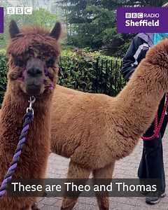These alpacas visited a care home in Sheffield to cheer up the residents 🤗🦙 Listen for more: https://bbc.in/3w0820R | BBC Sheffield