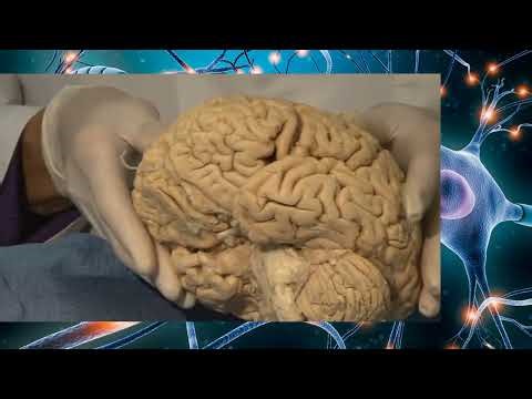 Neuroanatomy Lab : Cortical Localization