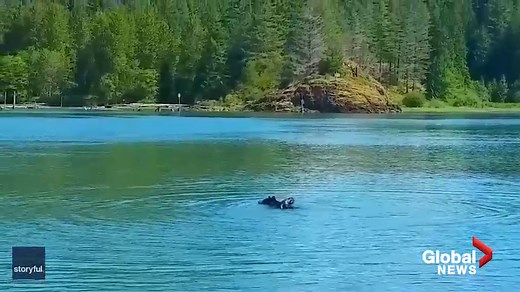 Mother bear saves cub from drowning in Pitt Lake, BC