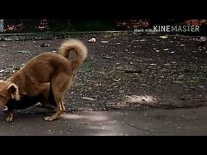 Dog mating.animal mating. sorry!!! Unfortunately height adjustment failed...