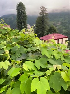 Mekanı cennet olsun Yıldıray Çınar | Karadeniz