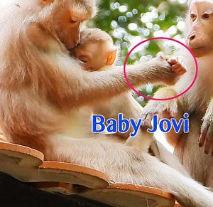 Super Crying So Loudly Baby Jovi During Mom Joyce Drag Her Hair Pull Out To Block Milk | Monkey Daily TV