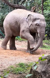 17K views · 636 reactions | Off work? Stretch out with the cute #elephant #elephantlove #elephantlovers #offwork #offworktoday | ShanghaiEye | Facebook