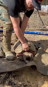 38K views · 259 reactions | Huge! 85 Pound Female Alligator Snapping Turtle! #turtle #alligatorsnappingturtle #iliketurtles | Greg Wittstock the Pond Guy | Facebook
